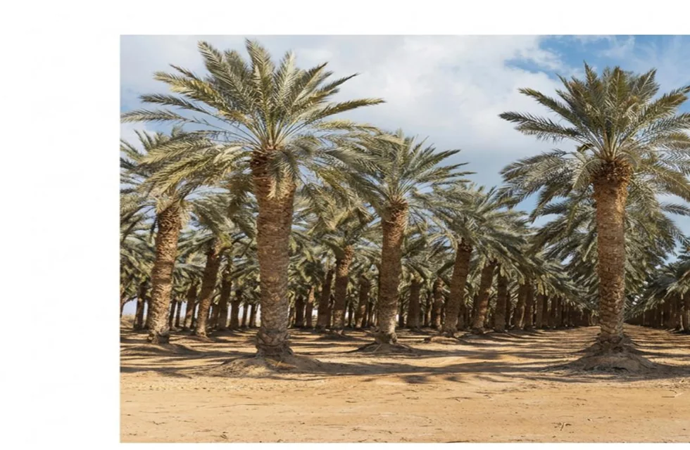 Al Osailah Nursery